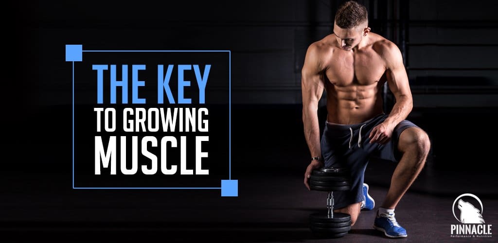 The Key to Growing Muscle